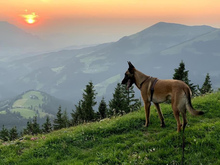 Апартаменти Urlaub Mit Hund Im Salzburger Land Wegscheid Екстер'єр фото