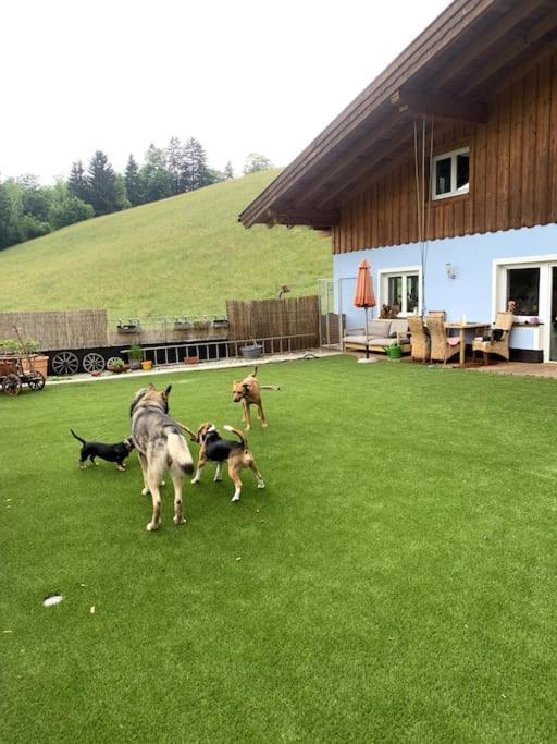 Апартаменти Urlaub Mit Hund Im Salzburger Land Wegscheid Екстер'єр фото